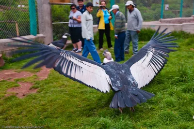 Калифорнийский кондор - eBird