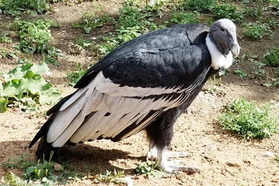 андский Condor Vultur Gryphus - самая крупная хищная птица в мире Стоковое  Изображение - изображение насчитывающей выноситель, парк: 224218509