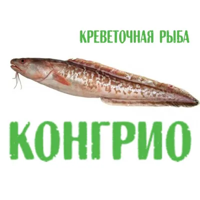 Тушка конгрио (креветочная рыба), Аргентина