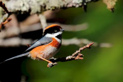 Красивая Красная Шея Птица Пятно Сидел На Деревянной Палкой Сибирский  Rubythroat — стоковые фотографии и другие картинки Горизонтальный - iStock