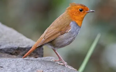 Красная Птица Шея, Firethroat (Luscinia Pectardens) Красивый Серый И Синяя  Птица С Огнем Corlor На Груди Полностью Стоять Рядом С Бассейном  Фотография, картинки, изображения и сток-фотография без роялти. Image  57329419