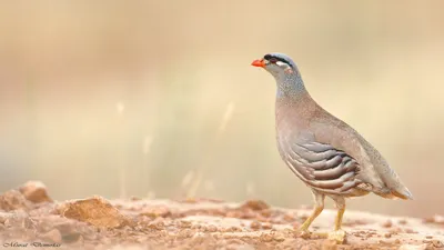 Victoria crowned pigeon | Exotic birds, Pet birds, Beautiful birds