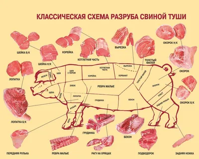 Хризантема корейская 'Жар-птица' | BOTSAD.BY