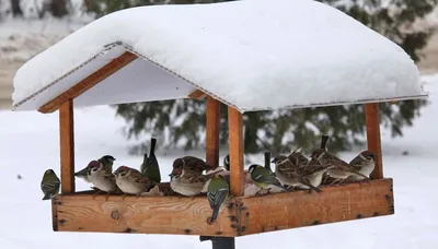 Кормление птиц зимой фото фотографии