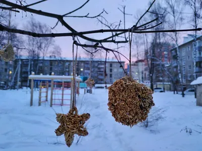 Оригинальные кормушки для птиц - Блог Никодима