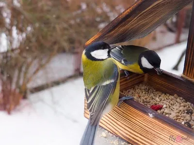 Как правильно подкармливать птиц зимой. Инструкция │ Челябинск сегодня