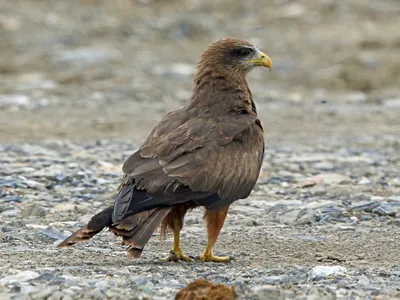 Чёрный коршун - eBird