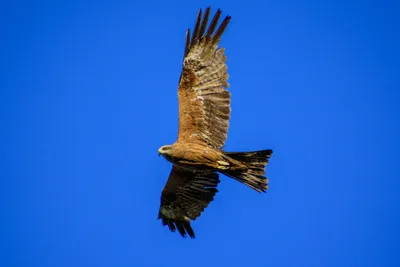 kite #wildelife #wildelifephotography #wildlife_seekers #birds #коршун # птица #орел #Дакар #Сенегал #африка #bird #birdwatching #Dakar… | Instagram