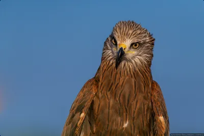 Чёрный коршун (Milvus migrans). Птицы Европейской России.