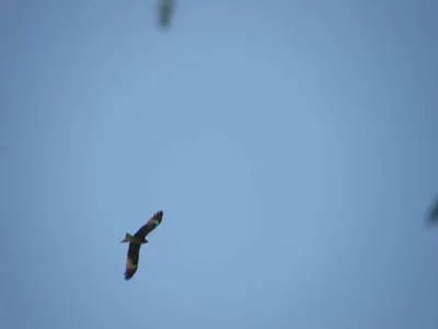 ястреб перепелятник, городские хищники | Wild Nature Photo