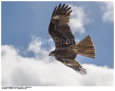 Чёрный коршун (Milvus migrans). Птицы Дальнего Востока России.