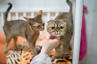 Фото с кошками и собаками в живописном стиле