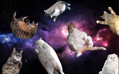 Космический кот (44 фото) | Мемы про котов, Сумасшедшие кошки, Смешные кошки