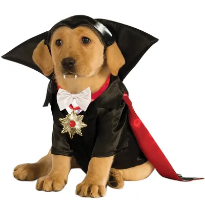 Фото костюмов для собак: пушистые домашние фавориты в стильных нарядах