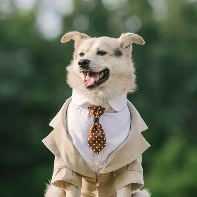 Обновите свой рабочий стол: скачайте бесплатные фото костюмов для собак