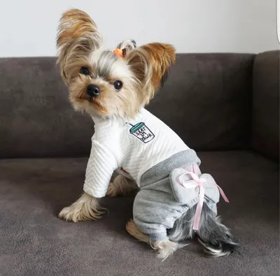 Элегантность и стиль: фото костюмов для собак для истинных модников