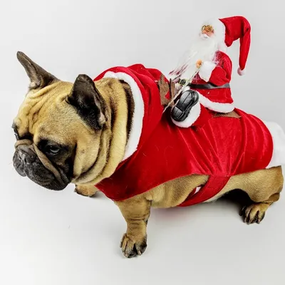Фото собачьих костюмов: украсьте свои устройства яркими и забавными нарядами