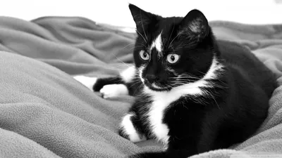 Черно белый кот» — создано в Шедевруме