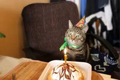 День рождения - грустный праздник | Кот, что по ночам орет | ВКонтакте