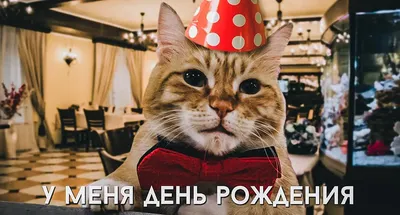 Сегодня мы празднуем день рождения кота Гарфилда! | Ресторан «ВолкоВкус»