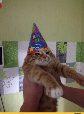 Милый кот в праздничной шапке и с подарками на день рождения возле цветной  стены :: Стоковая фотография :: Pixel-Shot Studio