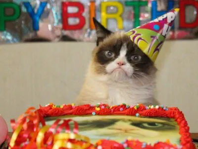 Сердитый кот\" отмечает свой первый день рождения - РИА Новости, 05.04.2013