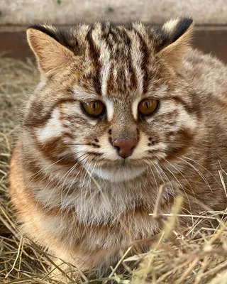 Дальневосточный лесной кот — Зоопарк Садгород