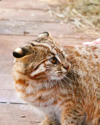 Дальневосточный лесной кот — Зоопарк Садгород