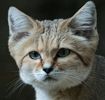 Найден черный кот с белыми полосками, Гаражная ул., 3А, Москва | Pet911.ru