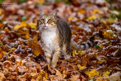 Кот и осень картинки