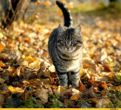 кошка. кот. осень. листья. рыжий. | Fall cats, Cats and kittens, Cute cats