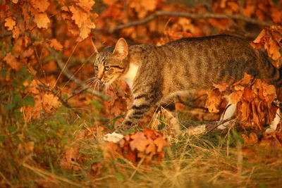 Осень и кот