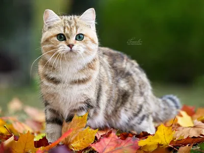 Кот и осень 🍁 Cat and autumn by ALEXANDRE PAVLOV / 500px