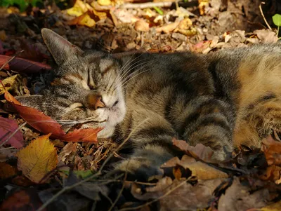 Кот и осень🍁🍂 | Надежда Мартьянова | Дзен