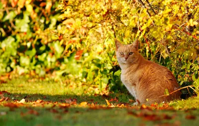 КОШКИ И ОСЕНЬ.