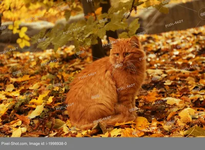 Кот осень не надо» — создано в Шедевруме