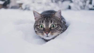 Кот, снег, зима Обои 1600x900 HD+