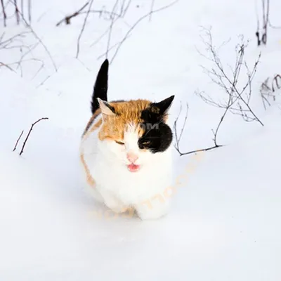 Зимний кот. Хотя скорее кошка #cat #winter #snow #snowdrift #кот #зима  #снег #сугроб | Pets, Animals, Cats