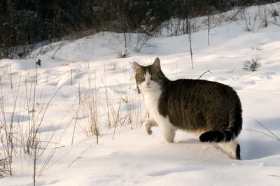 Кот в окне зимы стоковое фото. изображение насчитывающей чистоплемено -  35425586