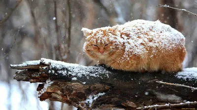 Картинки кот, зима, шарф, снег, британец, животное - обои 1280x1024,  картинка №271751