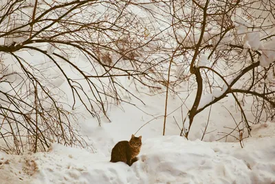 Скачать обои зима, кот, снег, прогулка, рыжий кот, пробежка, раздел кошки в  разрешении 1920x1080