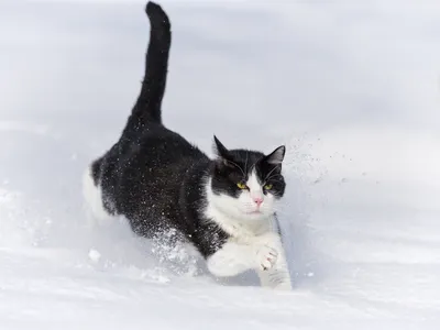 Кот зимой. Москва — Фото №1439387