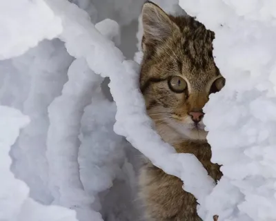 кошка во время снегопада, картина зимнего кота, кошка, зима фон картинки и  Фото для бесплатной загрузки