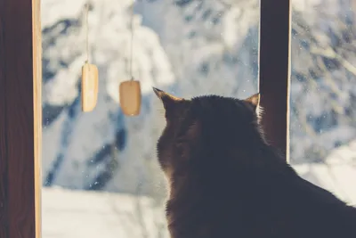 Кот в снегу - картинки и фото koshka.top
