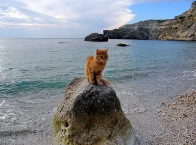 картинки : пляж, море, Домашнее животное, Кот, Млекопитающее, черная кошка,  Фауна, Турция, Позвоночный, Стамбул, От маленьких до средних кошек  2848x3789 - - 1023824 - красивые картинки - PxHere