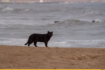 Полосатый Кот Сидит На Коряге На Пляже Морской Пейзаж В Солнечный День  Спокойное Море — стоковые фотографии и другие картинки Без людей - iStock