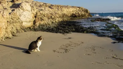 Картинки кот на море (67 фото) » Картинки и статусы про окружающий мир  вокруг