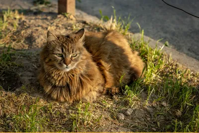 Кот отдыхает в жару. | Котофей Кузя | Дзен