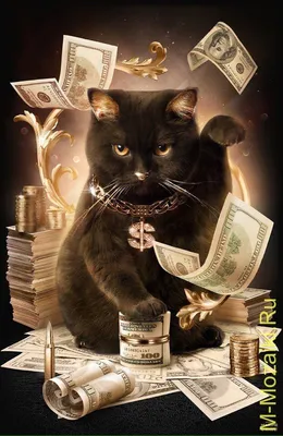 Кот с деньгами картинка фотографии
