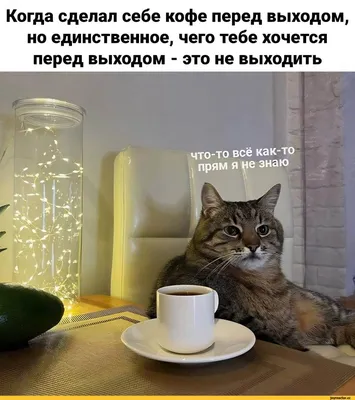 Выпрашивающий кофе кот умилил пользователей Сети в Воронеже